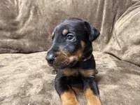 Atlas, a male Doberman Pinscher for sale in McHenry, IL – 1 of 4