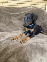 Orion, a male Doberman Pinscher for sale in McHenry, IL – 6 of 10