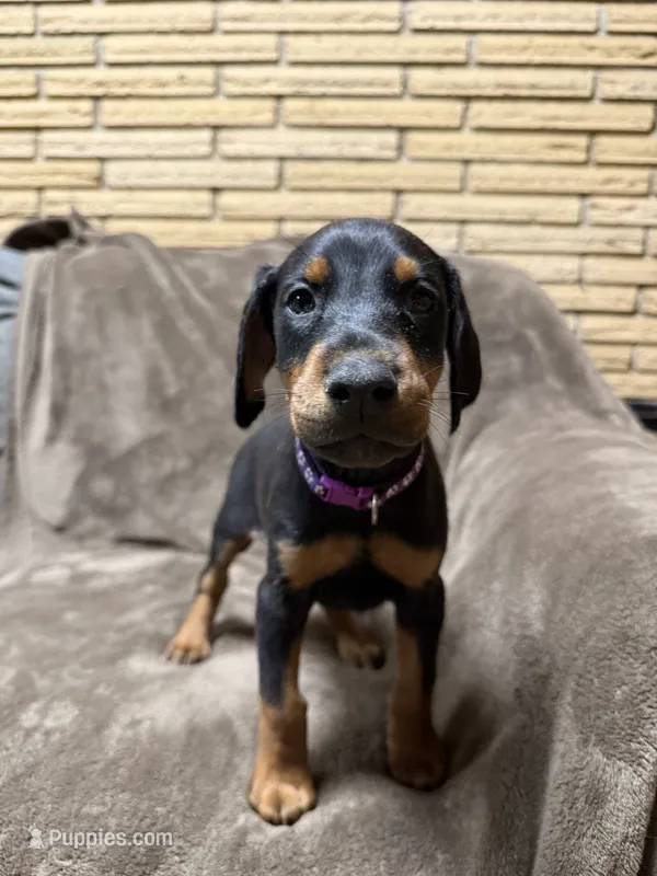Lyra – Doberman Pinscher puppy for sale in McHenry, IL
