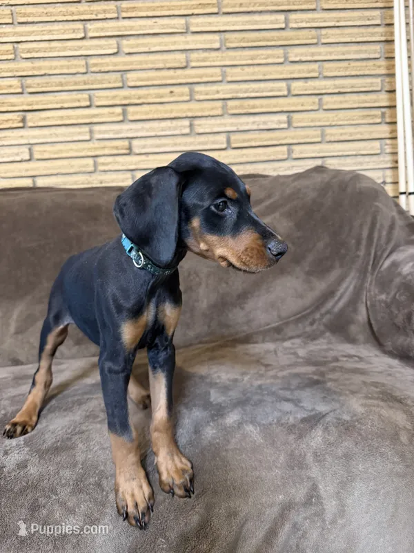 Zara – Doberman Pinscher puppy for sale in McHenry, IL