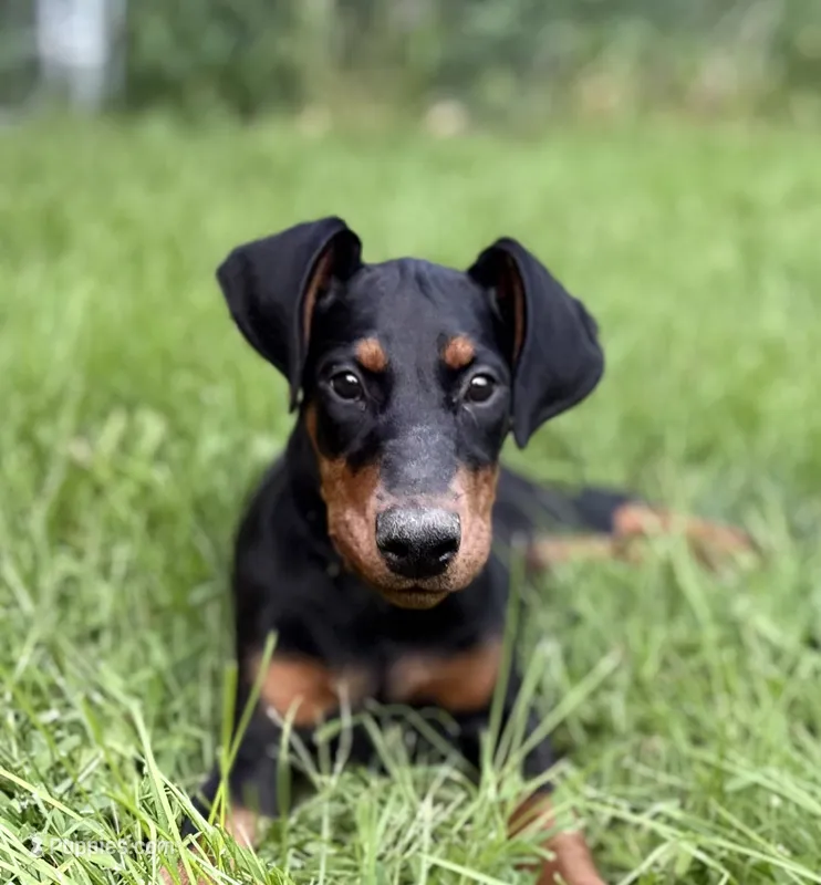 Zara – Doberman Pinscher puppy for sale in McHenry, IL