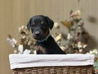 Selene, a female Doberman Pinscher for sale in McHenry, IL – Photo 2 of 5