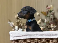 Selene, a female Doberman Pinscher for sale in McHenry, IL – Photo 1 of 5