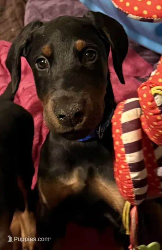 Orion – Doberman Pinscher puppy for sale in McHenry, IL
