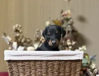 Titan, a male Doberman Pinscher for sale in McHenry, IL – Photo 2 of 5