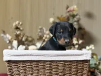 Titan, a male Doberman Pinscher for sale in McHenry, IL – Photo 1 of 5