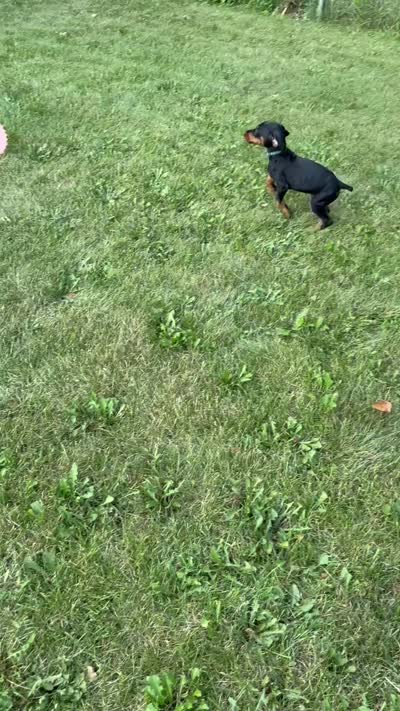 Zara, a female Doberman Pinscher for sale in McHenry, IL – 6 of 10