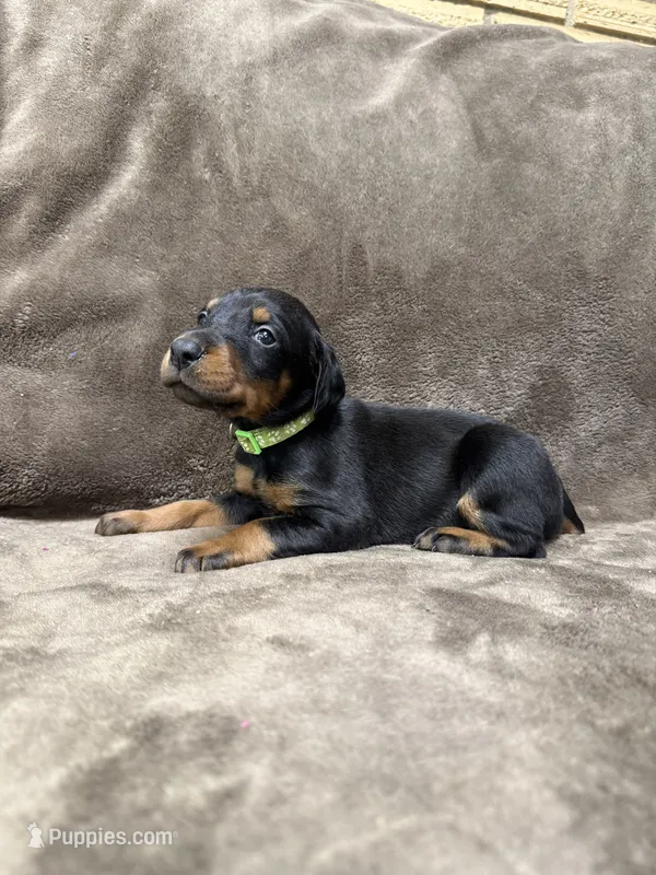 Nova – Doberman Pinscher puppy for sale in McHenry, IL