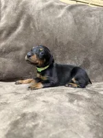 Nova, a female Doberman Pinscher for sale in McHenry, IL – 1 of 4