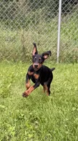 Zara, a female Doberman Pinscher for sale in McHenry, IL – 3 of 9