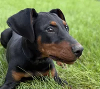 Zara, a female Doberman Pinscher for sale in McHenry, IL – 2 of 9