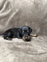 Celeste, a female Doberman Pinscher for sale in McHenry, IL – 1 of 4