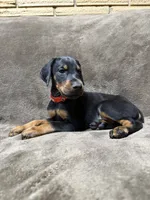 Enzo, a male Doberman Pinscher for sale in McHenry, IL – 7 of 10