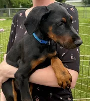 Orion, a male Doberman Pinscher for sale in McHenry, IL – 2 of 10