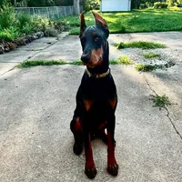 Lyra, a female Doberman Pinscher for sale in McHenry, IL – 4 of 4