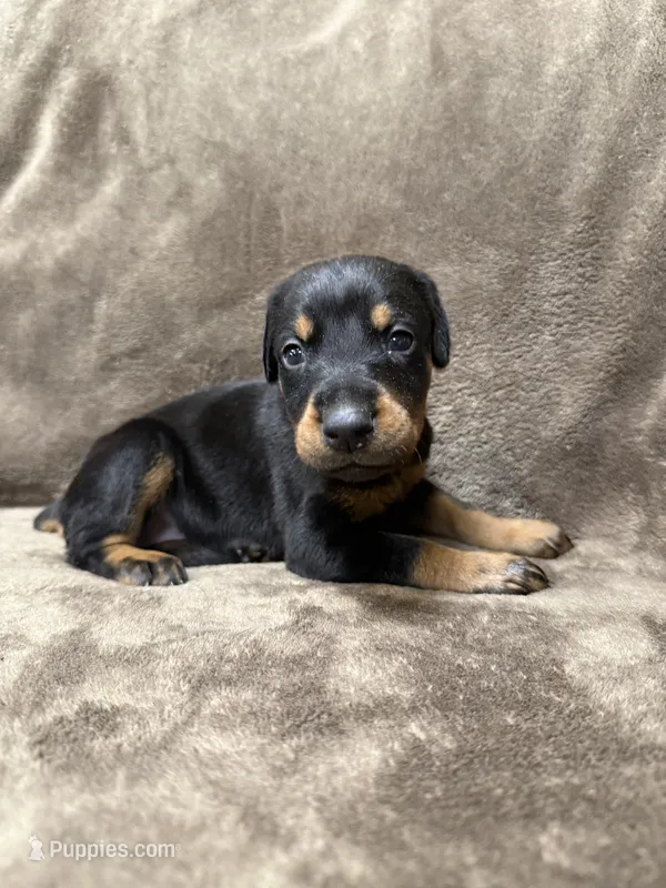 Zara – Doberman Pinscher puppy for sale in McHenry, IL