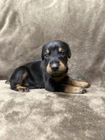 Zara, a female Doberman Pinscher for sale in McHenry, IL – 1 of 4