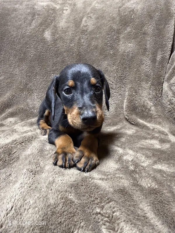 Celeste – Doberman Pinscher puppy for sale in McHenry, IL