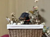 Apollo, a male Doberman Pinscher for sale in McHenry, IL – Photo 2 of 5