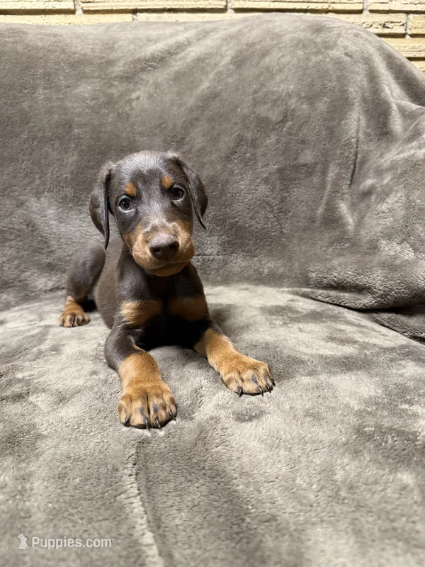 Sienna – Doberman Pinscher puppy for sale in McHenry, IL