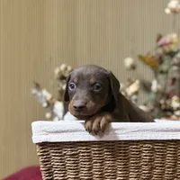 Atlas, a male Doberman Pinscher for sale in McHenry, IL – Photo 1 of 5