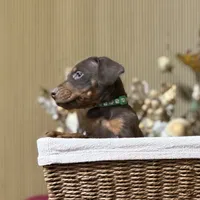 Atlas, a male Doberman Pinscher for sale in McHenry, IL – Photo 2 of 5