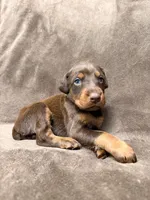 Sienna, a female Doberman Pinscher for sale in McHenry, IL – 2 of 4