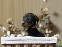 Astra, a female Doberman Pinscher for sale in McHenry, IL – Photo 2 of 5
