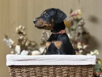 Astra, a female Doberman Pinscher for sale in McHenry, IL – Photo 1 of 5
