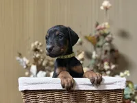 Orion, a male Doberman Pinscher for sale in McHenry, IL – Photo 1 of 5