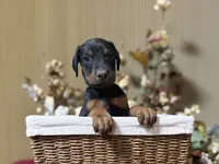 Orion, a male Doberman Pinscher for sale in McHenry, IL – Photo 2 of 5