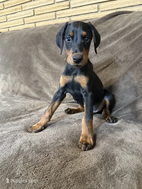 Sterling – Doberman Pinscher puppy for sale in McHenry, IL