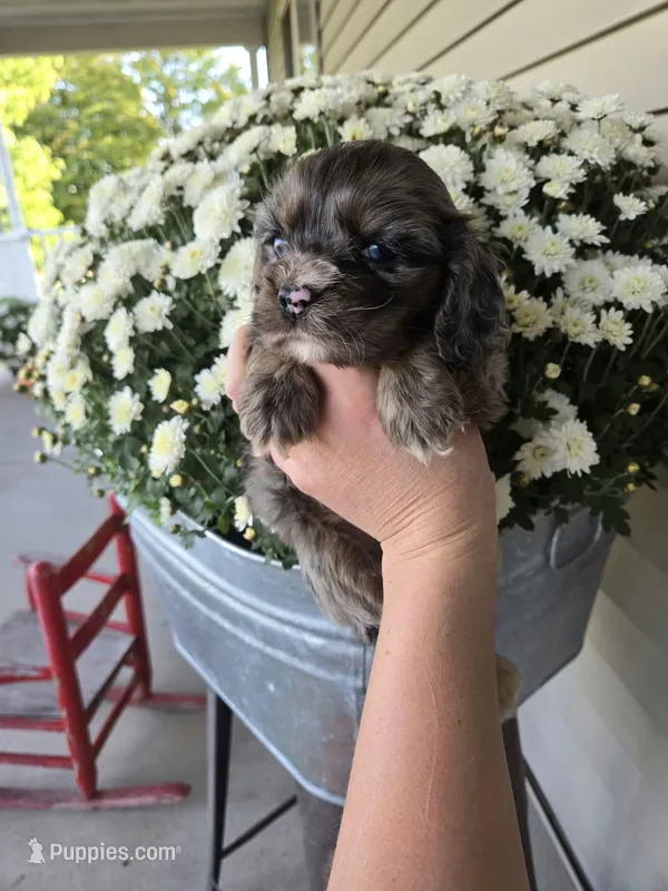 Mocha – Cocker Spaniel puppy for sale in Barron, WI