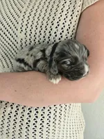 Mocha, a female Cocker Spaniel for sale in Barron, WI – 2 of 8