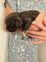Molly, a female Cocker Spaniel for sale in Barron, WI – 6 of 7