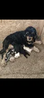 Molly, a female Cocker Spaniel for sale in Barron, WI – 7 of 7