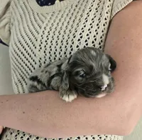 Mocha, a female Cocker Spaniel for sale in Barron, WI – 4 of 8