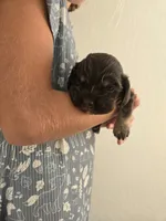Molly, a female Cocker Spaniel for sale in Barron, WI – 2 of 7