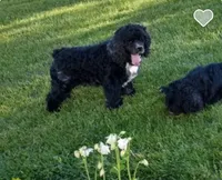 Mocha, a female Cocker Spaniel for sale in Barron, WI – 7 of 8