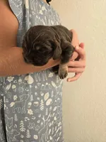 Molly, a female Cocker Spaniel for sale in Barron, WI – 4 of 7