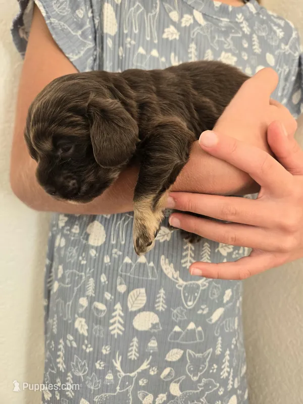 Molly – Cocker Spaniel puppy for sale in Barron, WI