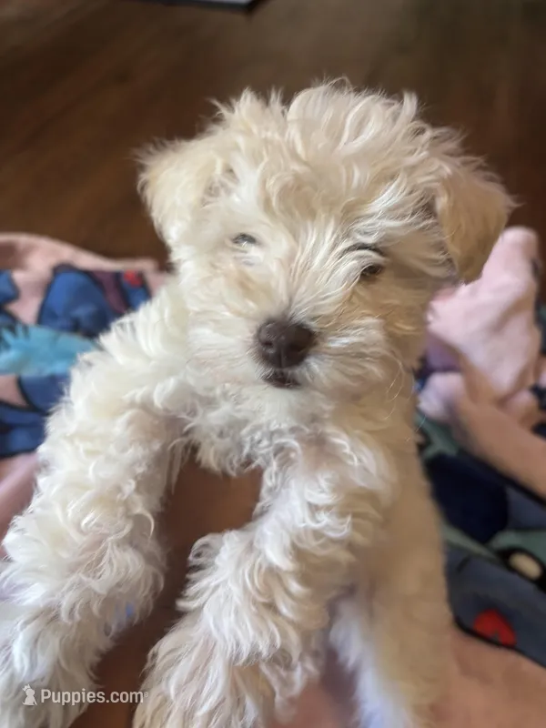 Sky – Miniature Schnauzer puppy for sale in Bowie, MD