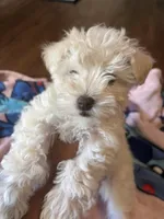 Sky, a female Miniature Schnauzer for sale in Bowie, MD – Photo 1 of 5