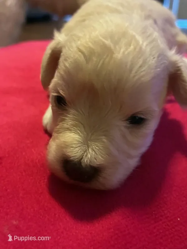Sky – Miniature Schnauzer puppy for sale in Bowie, MD