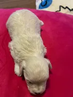 Sky, a female Miniature Schnauzer for sale in Bowie, MD – Photo 2 of 2