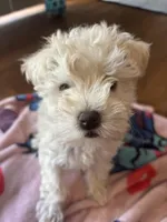 Sky, a female Miniature Schnauzer for sale in Bowie, MD – Photo 2 of 5
