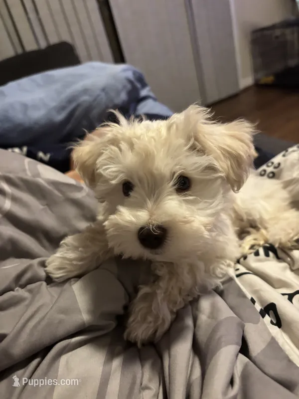 Sky – Miniature Schnauzer puppy for sale in Bowie, MD