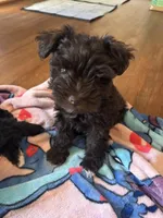 Mocha , a female Miniature Schnauzer for sale in Bowie, MD – Photo 3 of 3