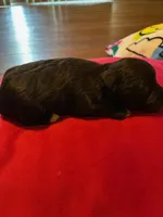 Mocha , a female Miniature Schnauzer for sale in Bowie, MD – Photo 2 of 2