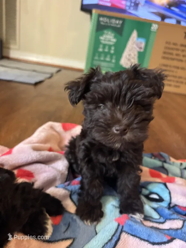 Mocha  – Miniature Schnauzer puppy for sale in Bowie, MD